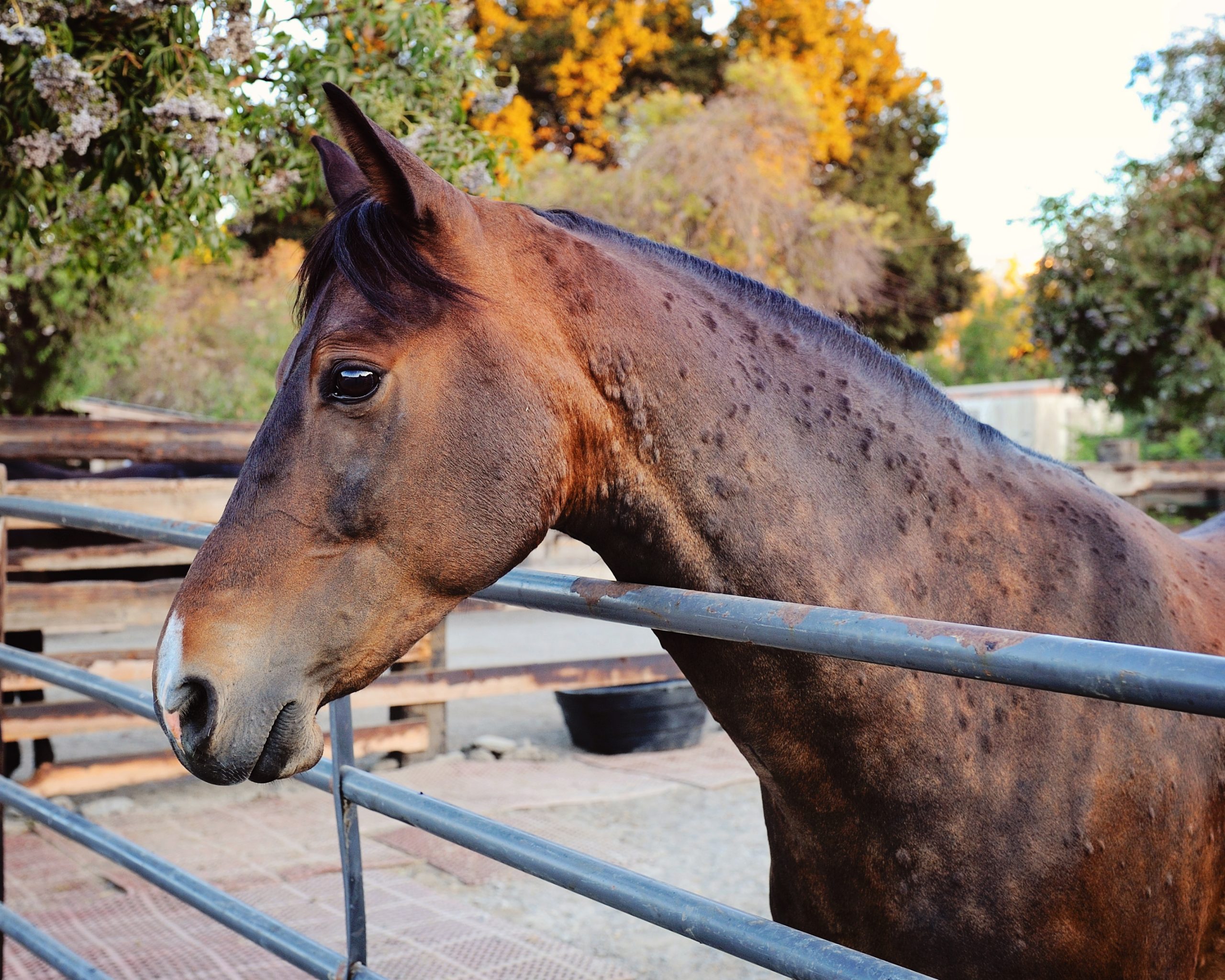 Equine Allergies